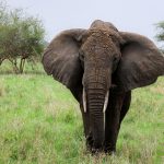 Ngorongoro Safari Altitude Symptoms: What to Know -- Photo by Kilinge Adventures on Pexels
