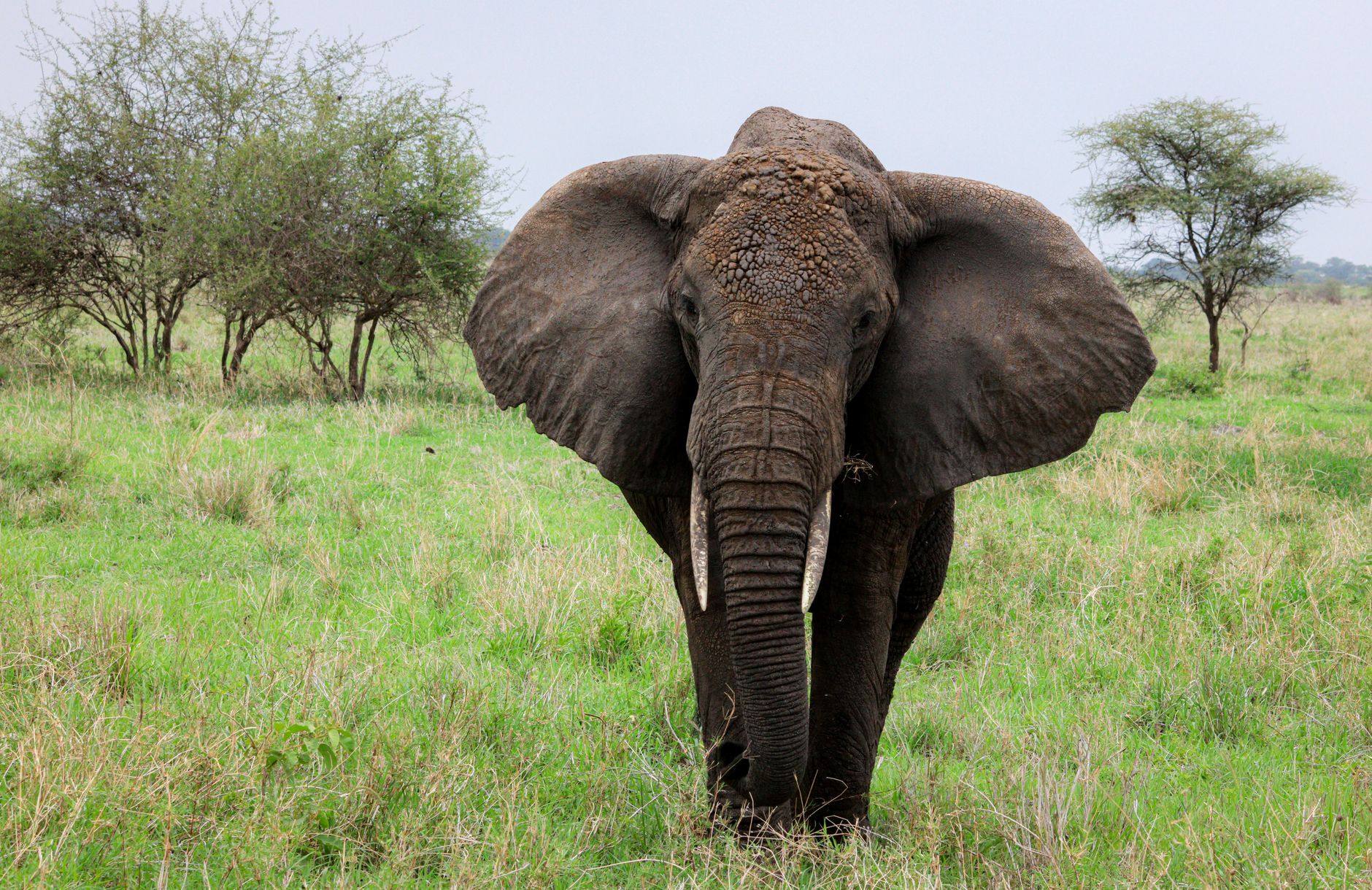 Ngorongoro Safari Altitude Symptoms: What to Know -- Photo by Kilinge Adventures on Pexels