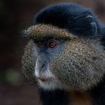 Bwindi Gorilla Trekking Rainy Season: What to Expect -- Photo by Mad Knoxx Deluxe on Pexels