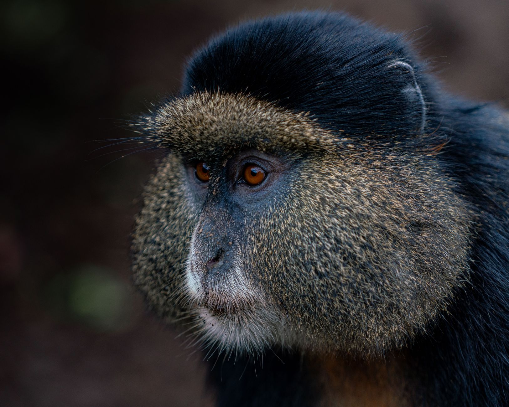 Bwindi Gorilla Trekking Rainy Season: What to Expect -- Photo by Mad Knoxx Deluxe on Pexels