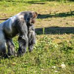 Bwindi Gorilla Trekking Packing List: 25 Essentials -- Photo by Pascal Arnould on Pexels