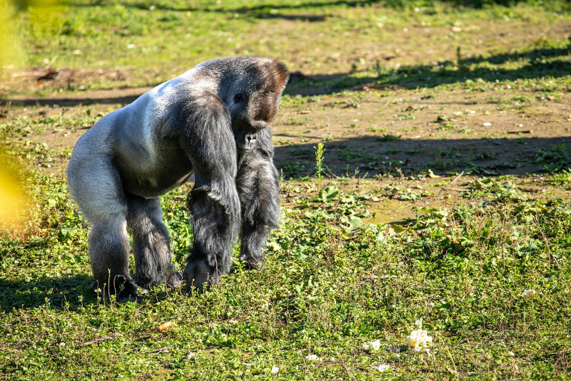 Bwindi Gorilla Trek Gloves Needed: Best Pair to Pack -- Photo by Pascal Arnould on Pexels