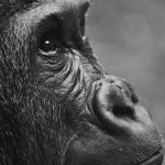 How Much Tip Gorilla Trek Staff: $5-$20 Per Role -- Photo by Alexas Fotos on Pexels