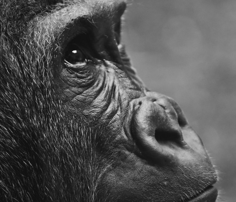 How Much Tip Gorilla Trek Staff: $5-$20 Per Role -- Photo by Alexas Fotos on Pexels