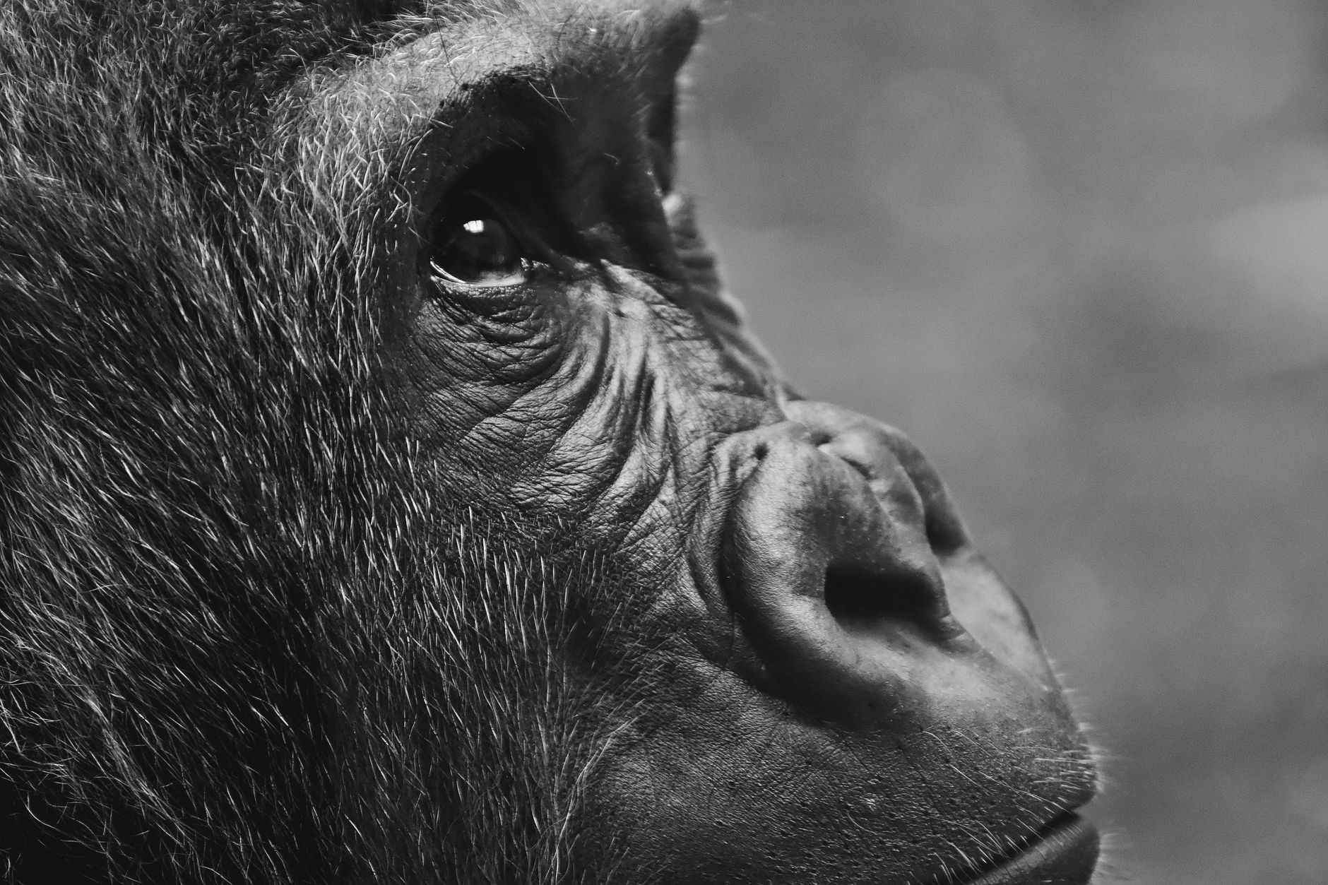 How Much Tip Gorilla Trek Staff: $5-$20 Per Role -- Photo by Alexas Fotos on Pexels
