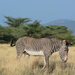 Kenya Safari One Day Private Cost 2026: $450 to $800 -- Photo by John Mburu on Pexels