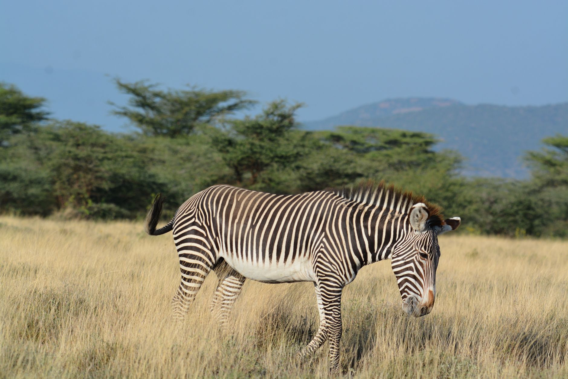 Kenya Safari One Day Private Cost 2026: $450 to $800 -- Photo by John Mburu on Pexels