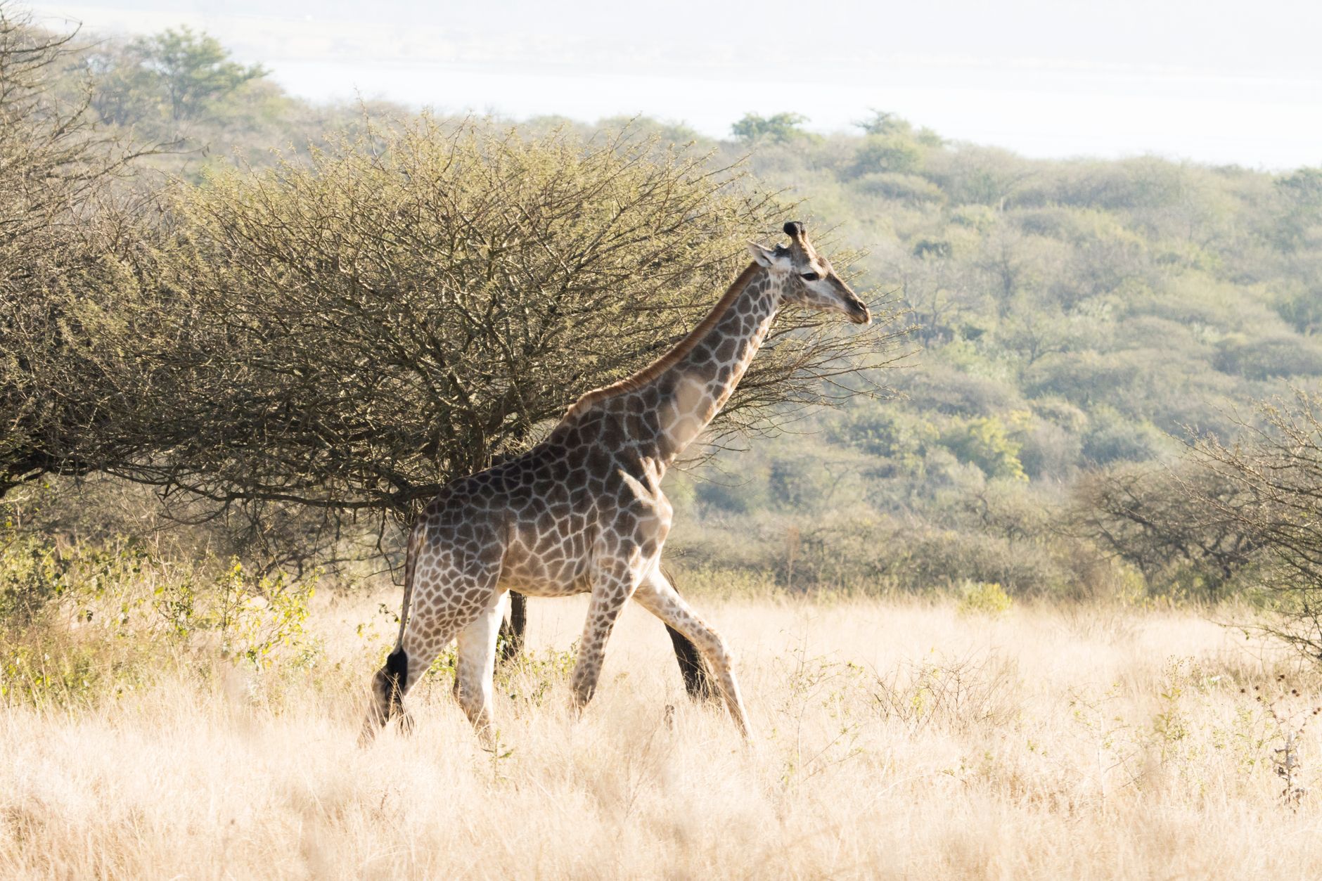 Serengeti Safari Visa Requirements: 7 Steps to Enter -- Photo by Charmain Jansen van Rensburg on Pexels