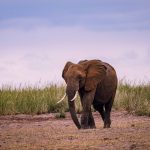 Tsavo Safari Family Camp Activities: 9 Kid-Friendly Ideas -- Photo by Vince Pictures on Pexels