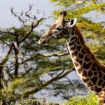 Can Safari Guests Carry Snacks: Kenya Rules for Families -- Photo by Mr Sketch on Pexels