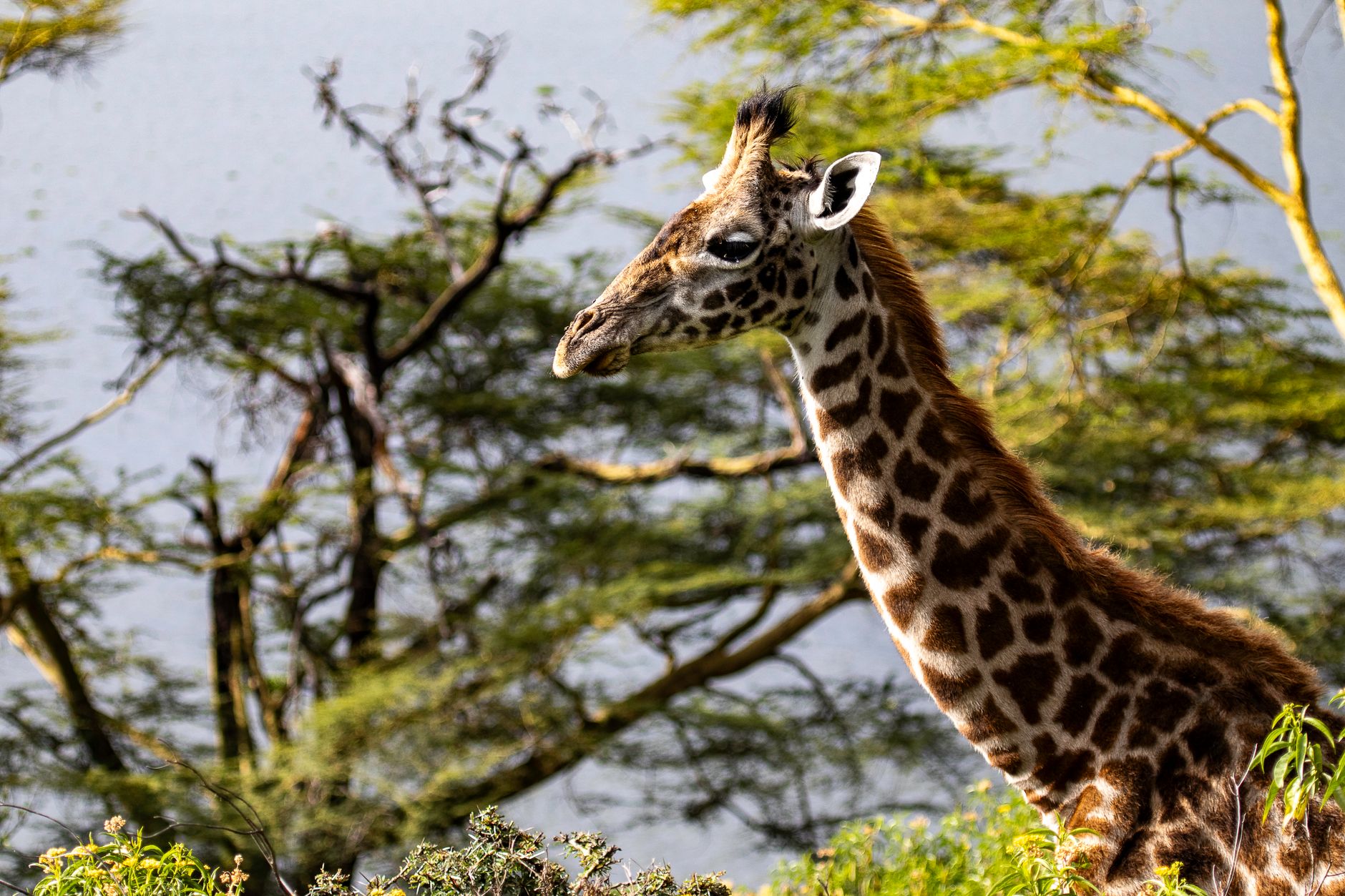 Can Safari Guests Carry Snacks: Kenya Rules for Families -- Photo by Mr Sketch on Pexels