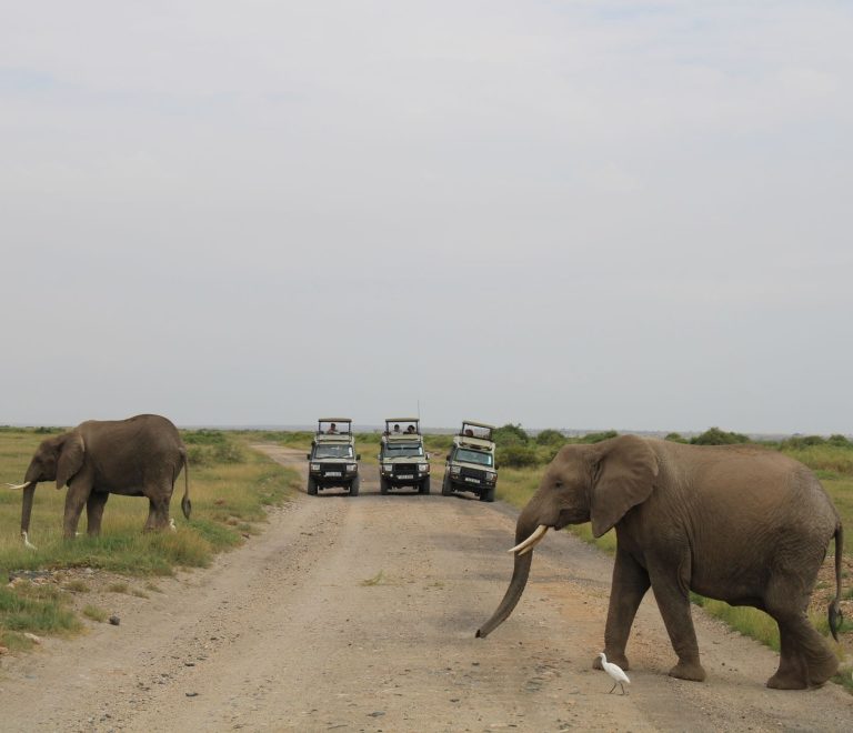 Uganda Rwanda Safari Border Crossing: Katuna vs Cyanika -- Photo by Doreen Kahendi on Pexels