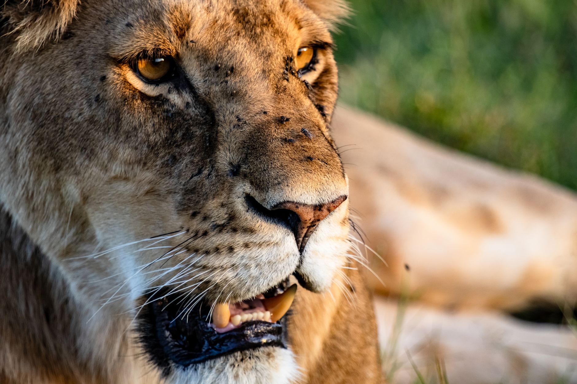 Serengeti Safari Best Month for Predators: Ndutu vs Mara -- Photo by Mr Sketch on Pexels