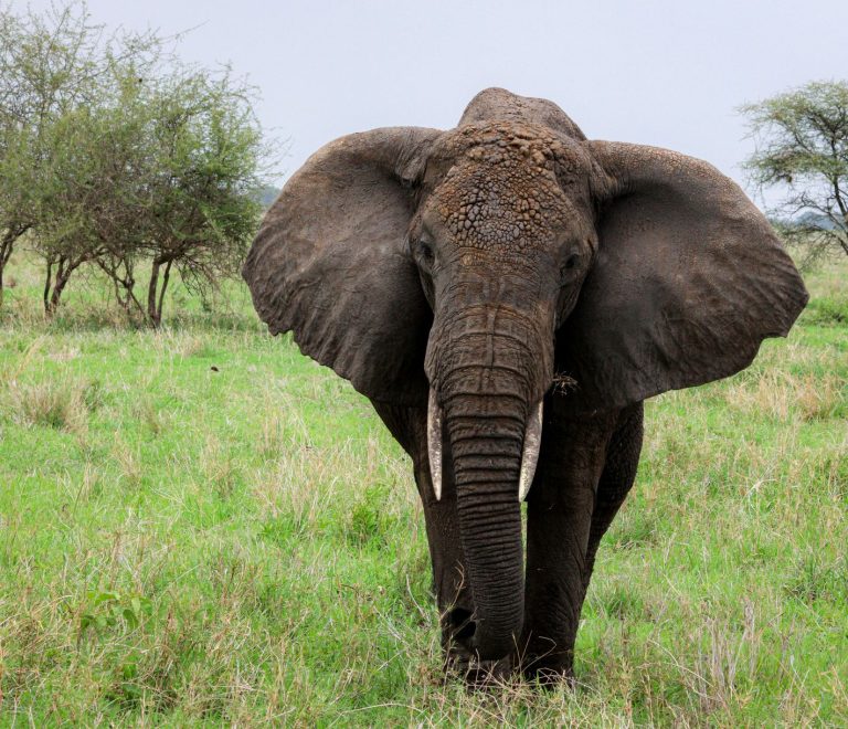 Tarangire vs Serengeti for Families: Best Fit Under 8 -- Photo by Kilinge Adventures on Pexels
