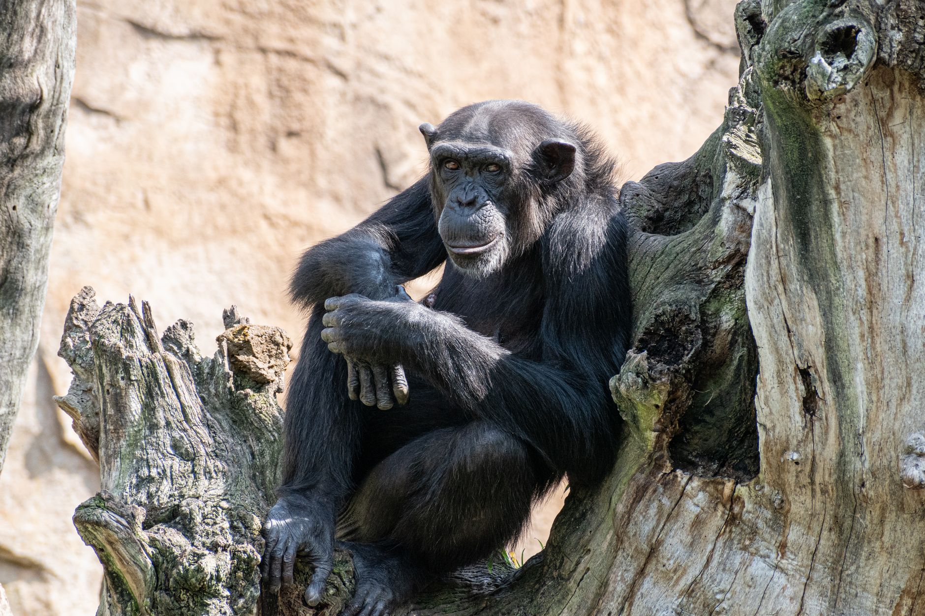 Nyungwe versus Kibale chimpanzee trek: Cost & Sightings -- Photo by Kenny Egido on Pexels