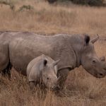Masai Mara Safari Calving Season: Best Months -- Photo by Twilight Kenya on Pexels