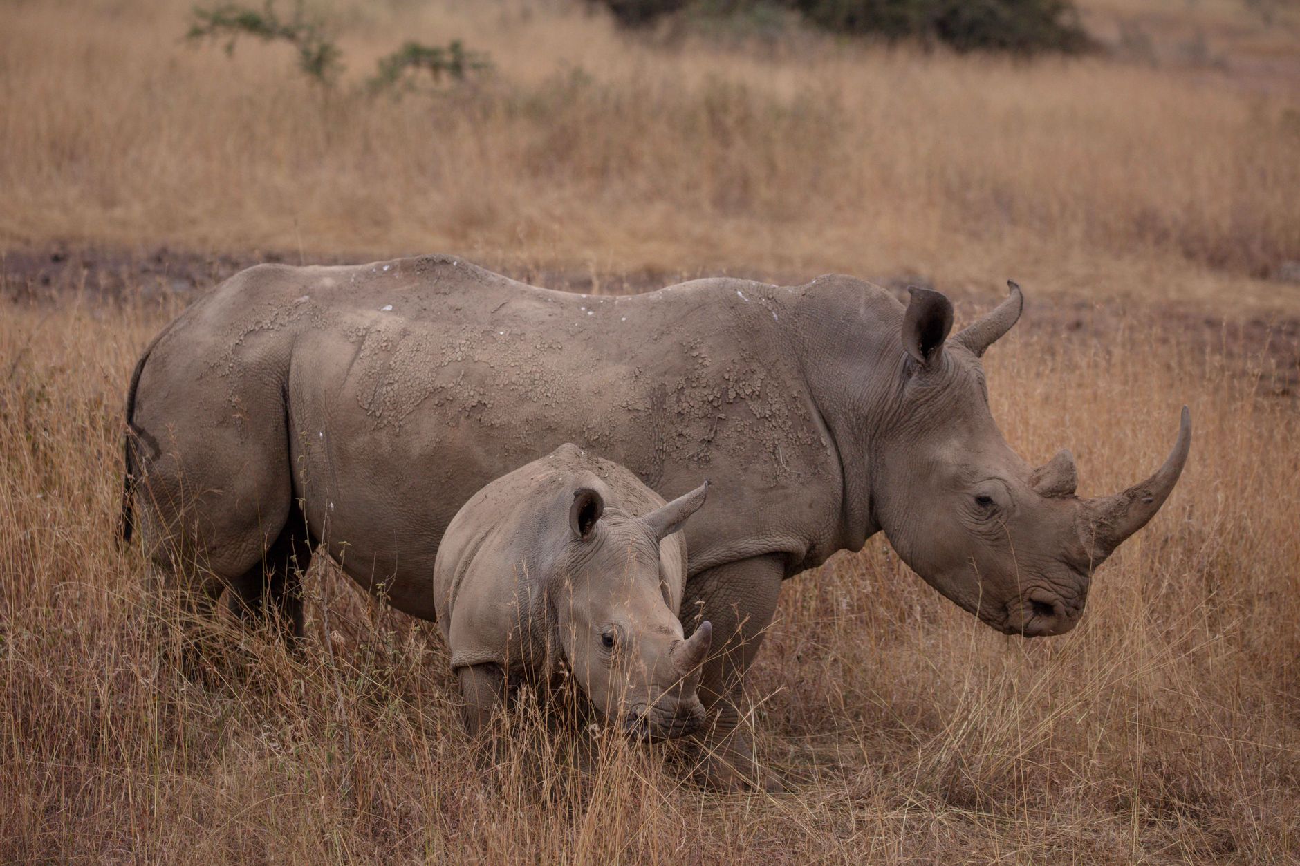 Masai Mara Safari Calving Season: Best Months -- Photo by Twilight Kenya on Pexels