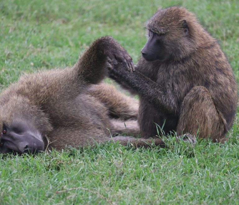 Is Safari Safe With Food Poisoning: Know When to Rest -- Photo by Eddy Odingo Odira on Pexels