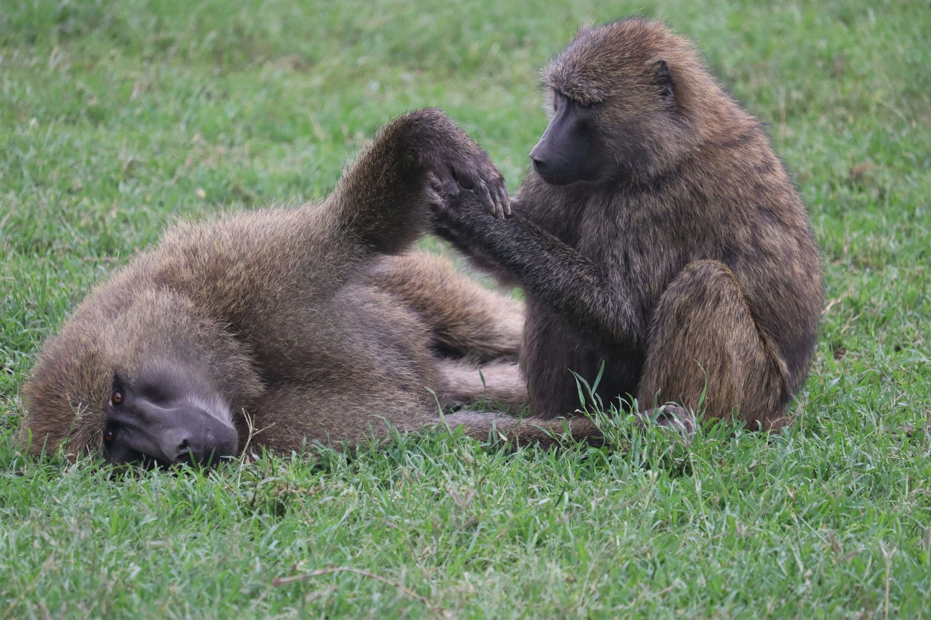 Is Safari Safe With Food Poisoning: Know When to Rest -- Photo by Eddy Odingo Odira on Pexels