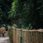 Bwindi Trek Porter Worth It: The $20 Decision -- Photo by Muhamad Firdaus on Pexels
