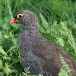 Masai Mara Safari Birding Checklist: 50 Species -- Photo by Derek Keats on Pexels