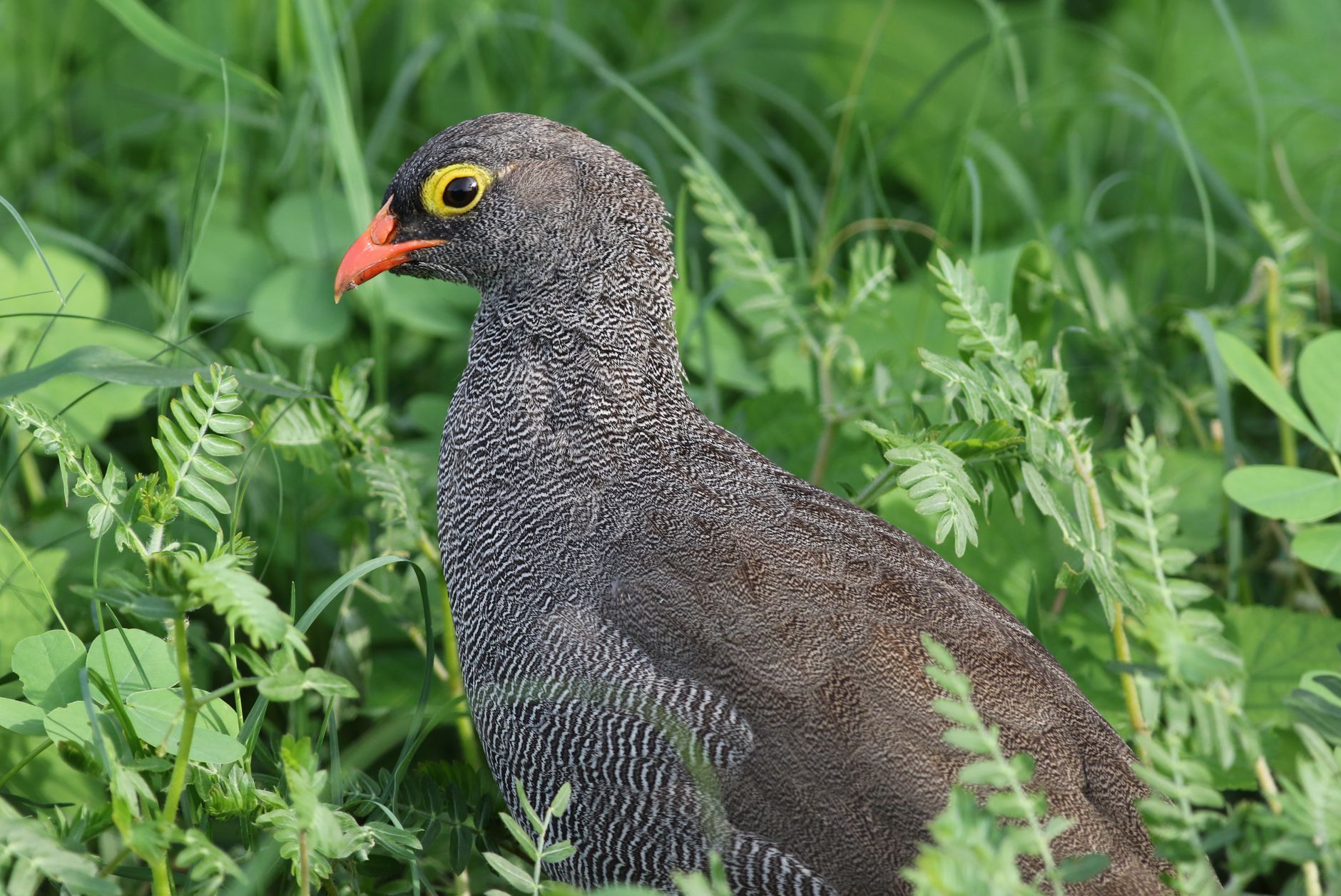 Masai Mara Safari Birding Checklist: 50 Species -- Photo by Derek Keats on Pexels