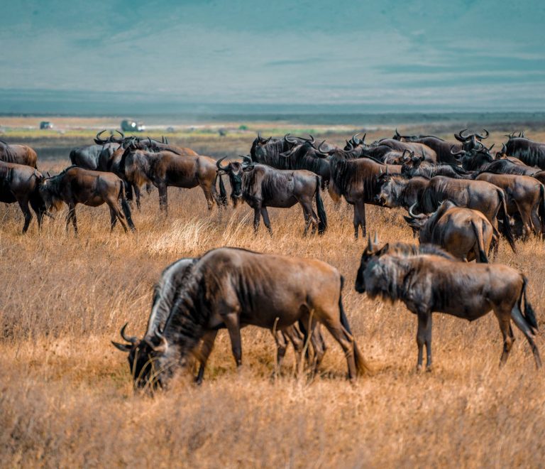 Serengeti Wildebeest Calving Season: Best Months -- Photo by Alex Levis on Pexels