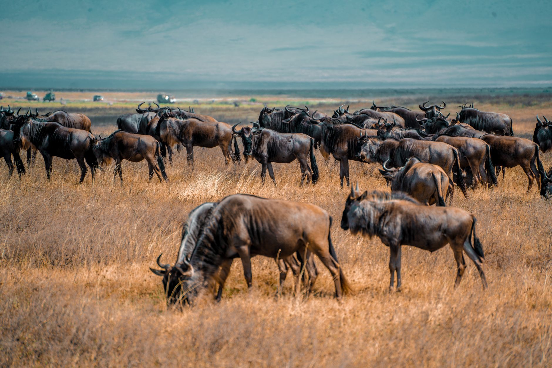 Serengeti Wildebeest Calving Season: Best Months -- Photo by Alex Levis on Pexels