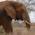 Samburu: Is a Safari Safe Alone? Solo Travel Tips -- Photo by Vishva Patel on Pexels