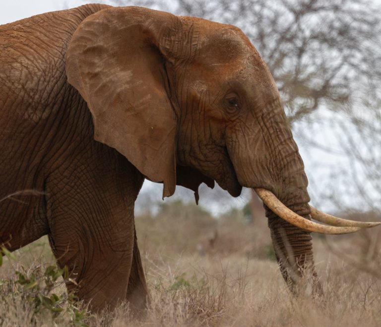 Samburu: Is a Safari Safe Alone? Solo Travel Tips -- Photo by Vishva Patel on Pexels