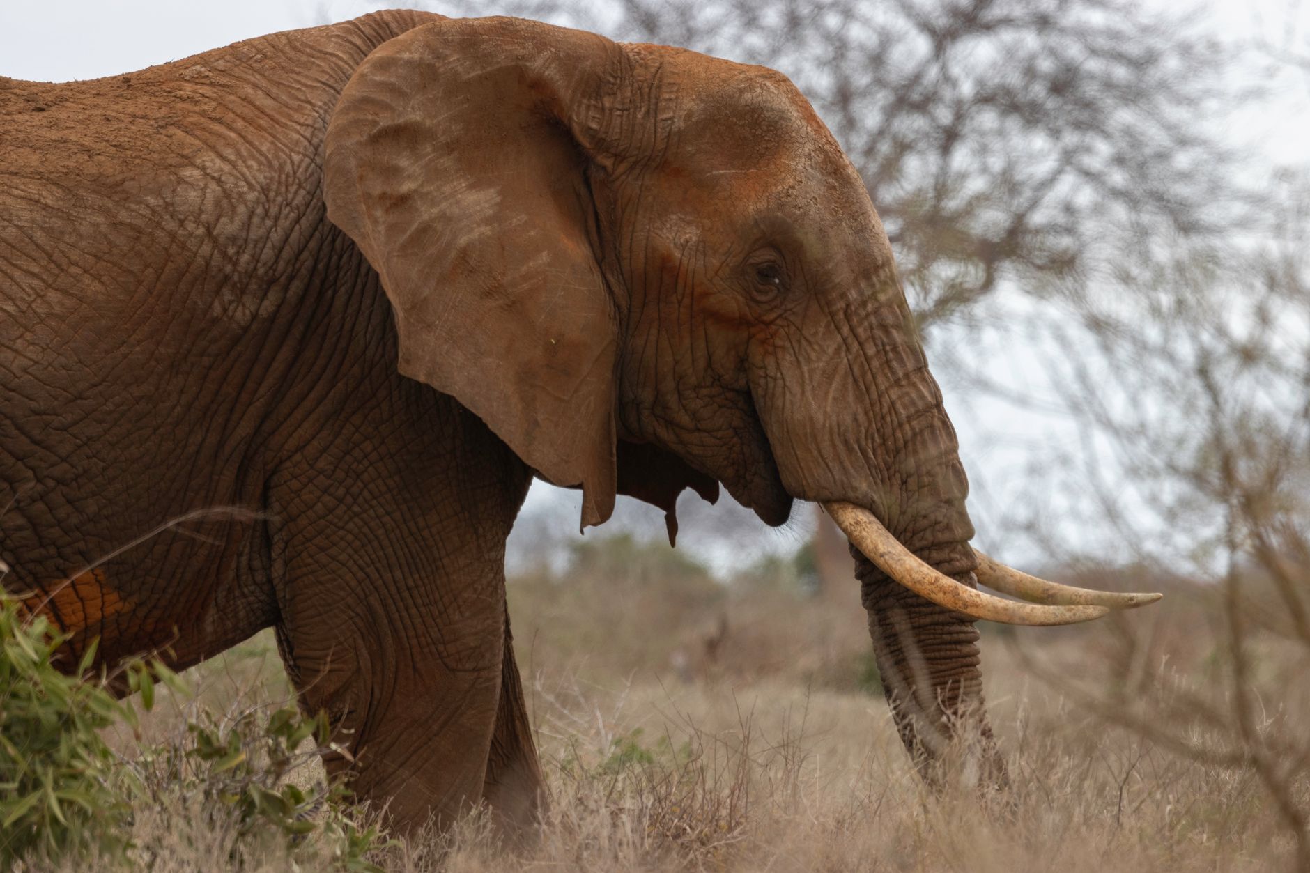 Samburu: Is a Safari Safe Alone? Solo Travel Tips -- Photo by Vishva Patel on Pexels