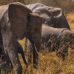 Safari Dry Season vs Green Season: Which Is Best? -- Photo by Sergey Guk on Pexels