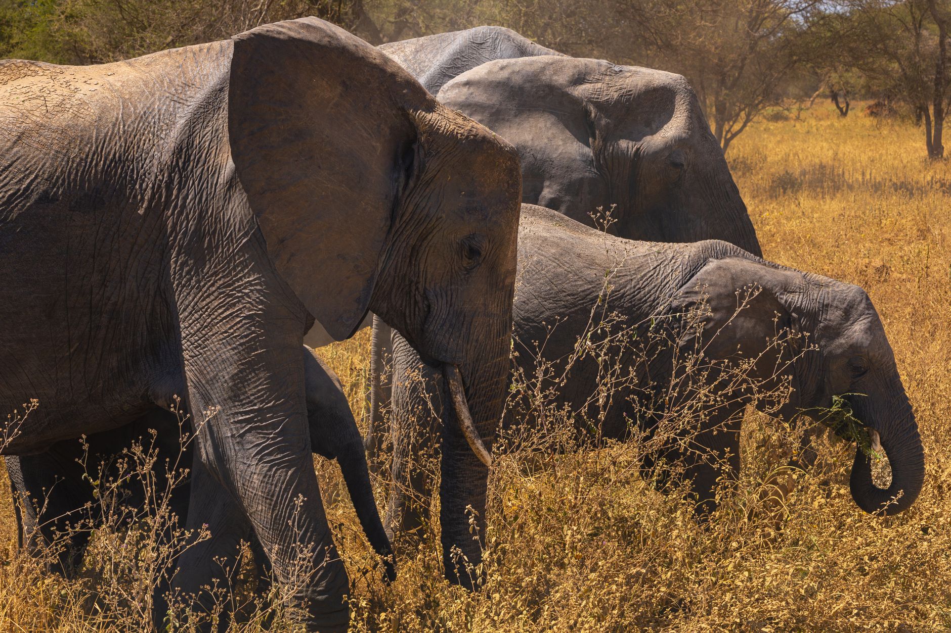 Safari Dry Season vs Green Season: Which Is Best? -- Photo by Sergey Guk on Pexels
