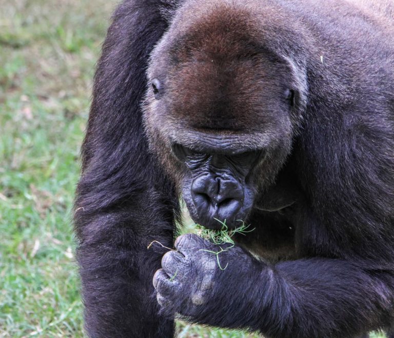 Bwindi Gorilla Operator Checklist: 10 Checks Before Booking -- Photo by Guerrero De la Luz on Pexels