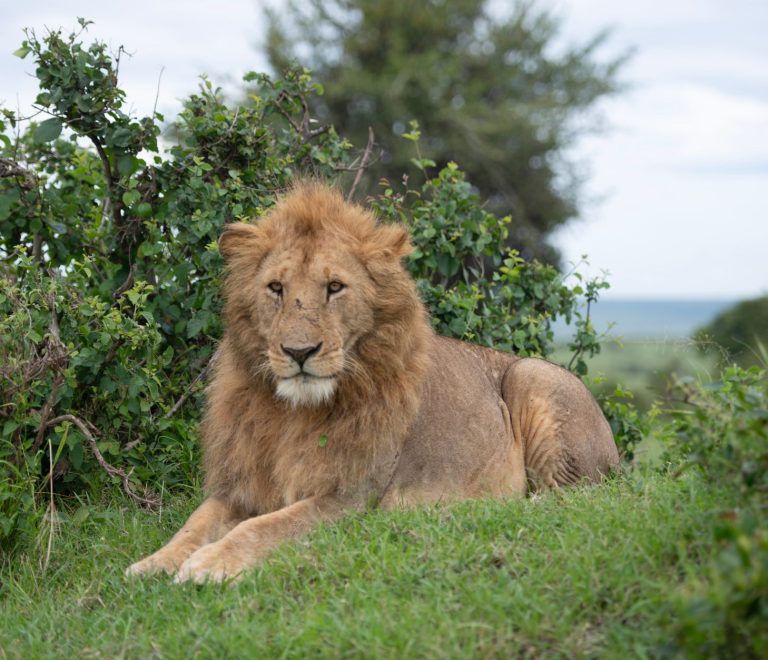 Serengeti Safari Camp Location Comparison: Best Areas -- Photo by Marri Shyam on Pexels