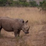 Kenya Tanzania Safari Itinerary Balance: 12-Day Plan -- Photo by Twilight Kenya on Pexels