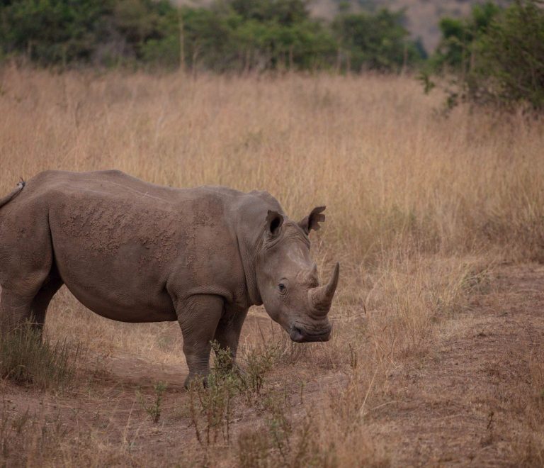 Kenya Tanzania Safari Itinerary Balance: 12-Day Plan -- Photo by Twilight Kenya on Pexels