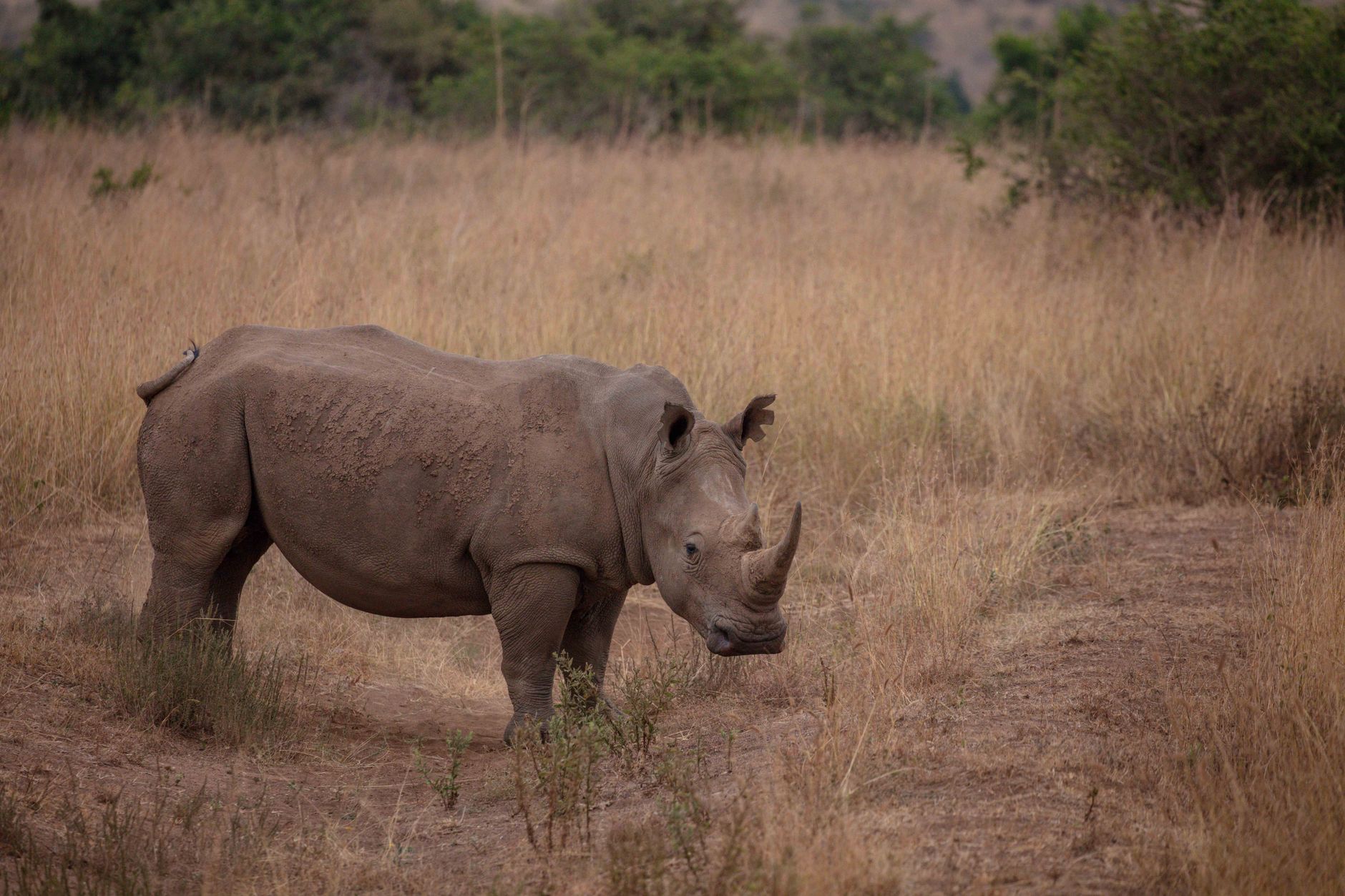 Kenya Tanzania Safari Itinerary Balance: 12-Day Plan -- Photo by Twilight Kenya on Pexels