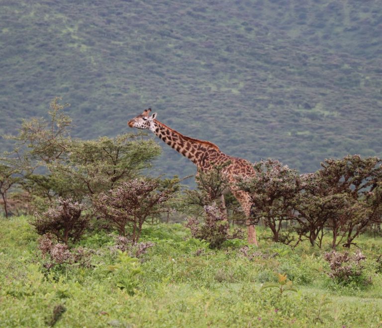 Queen Elizabeth vs Serengeti Safari: 6 Key Differences -- Photo by Valerie Sutton on Pexels