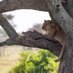 Serengeti Safari for Solo Women: Safe Luxury Tips -- Photo by Balazs Simon on Pexels