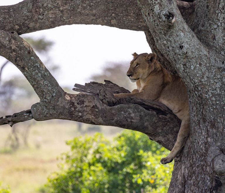 Serengeti Safari for Solo Women: Safe Luxury Tips -- Photo by Balazs Simon on Pexels