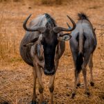Ngorongoro Crater vs Tarangire: Best Safari Choice -- Photo by Alex Levis on Pexels
