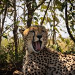 Kenya Safari for Wheelchair Users: Plan With Confidence -- Photo by Vishva Patel on Pexels