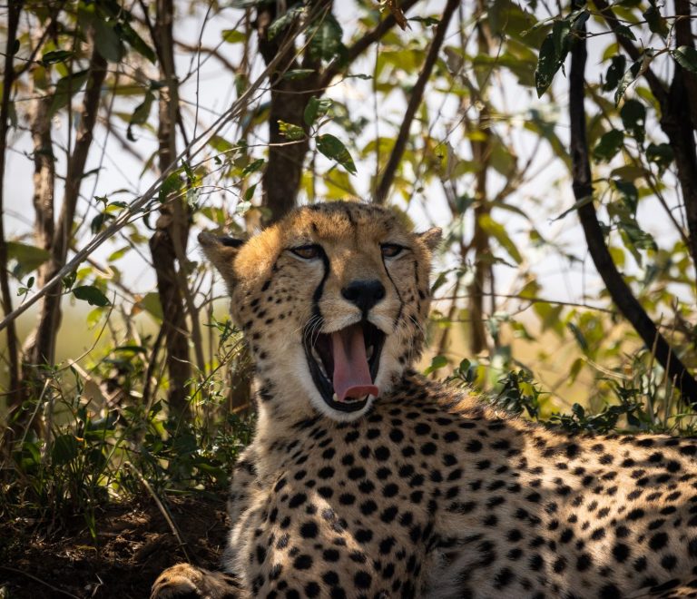 Kenya Safari for Wheelchair Users: Plan With Confidence -- Photo by Vishva Patel on Pexels