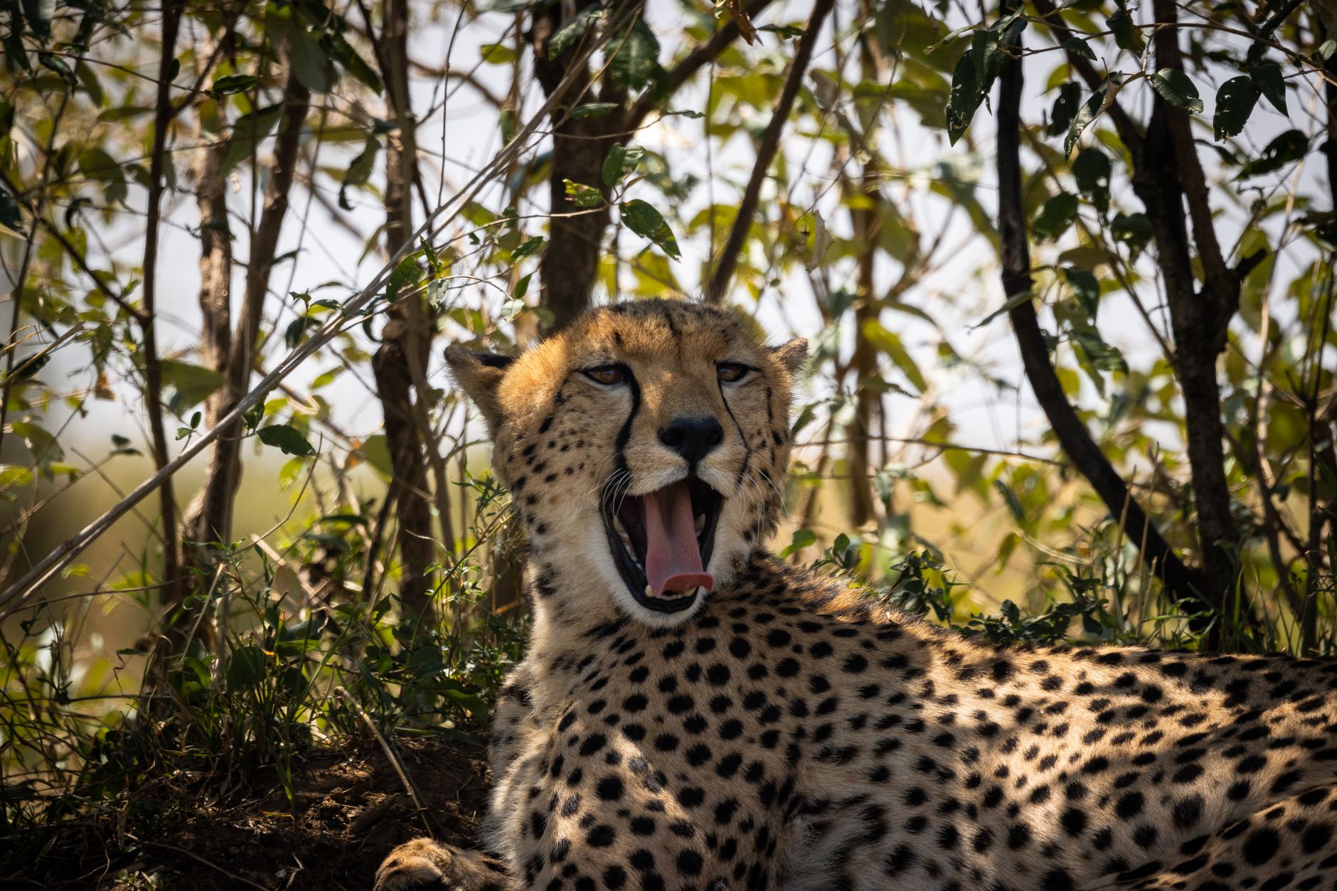 Kenya Safari for Wheelchair Users: Plan With Confidence -- Photo by Vishva Patel on Pexels