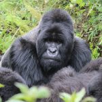 Volcanoes Gorilla Trek Difficulty: What to Expect -- Photo by Ana Kenk on Pexels