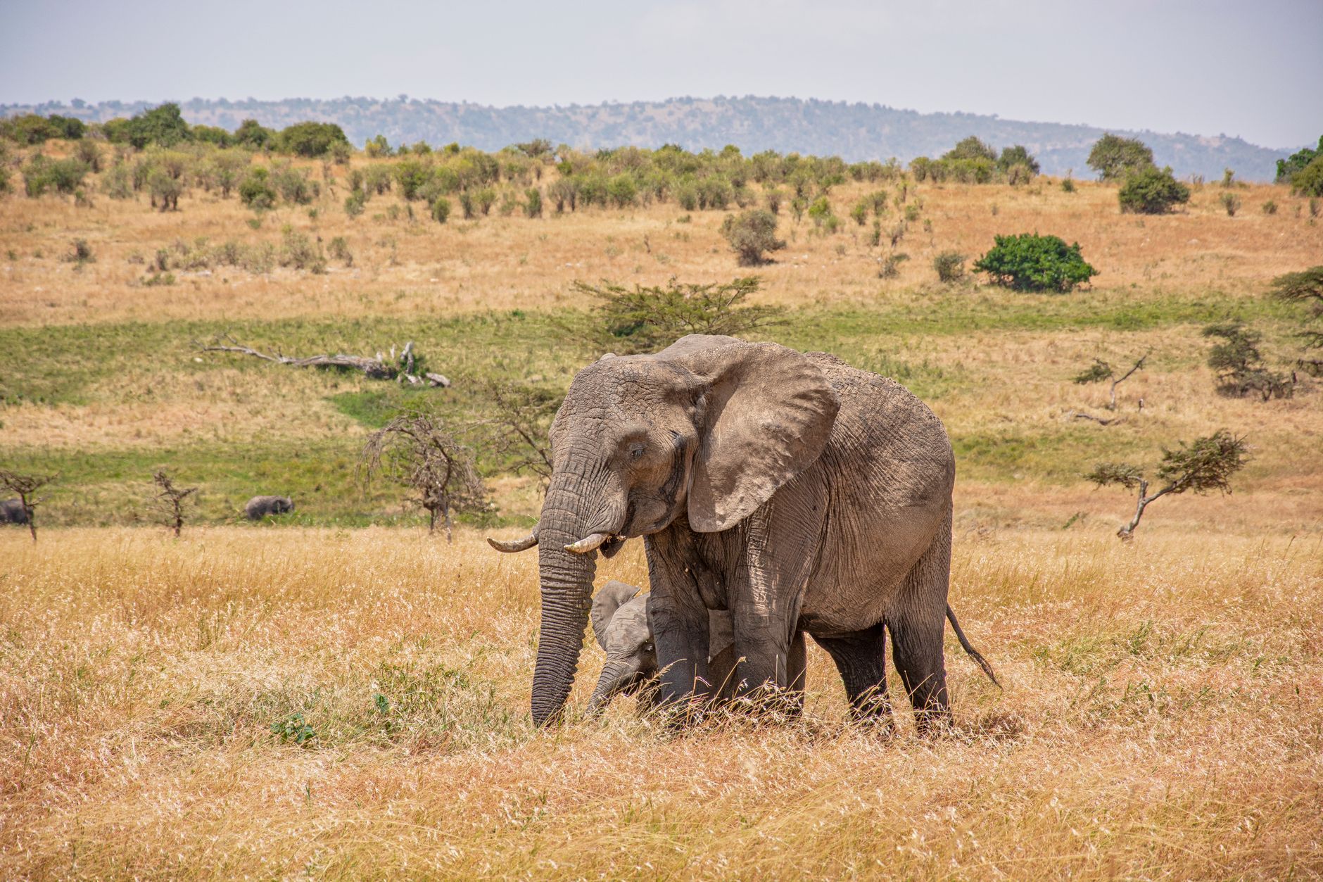 Serengeti Safari Best Month for Calving: February Timing -- Photo by Carlos on Pexels