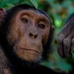 Kibale Chimpanzee Trekking Cost: 2026 Uganda Prices -- Photo by Francesco Ungaro on Pexels