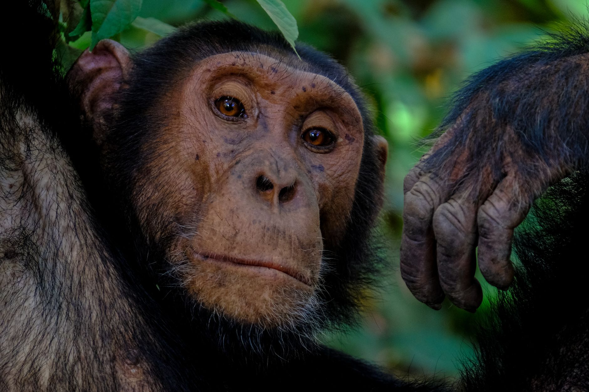 Kibale Chimpanzee Trekking Cost: 2026 Uganda Prices -- Photo by Francesco Ungaro on Pexels