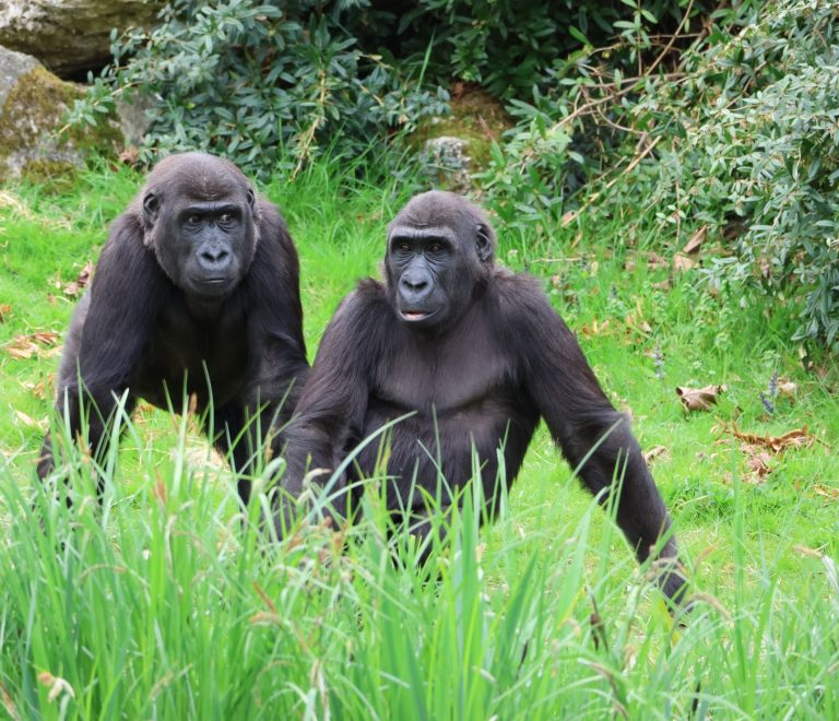 When to Book Gorilla Trekking Permits: 6-12 Months Ahead -- Photo by arnaud audoin on Pexels